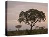 Trees in Fog at Dawn, Kruger National Park, South Africa, Africa-James Hager-Stretched Canvas