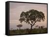 Trees in Fog at Dawn, Kruger National Park, South Africa, Africa-James Hager-Framed Stretched Canvas