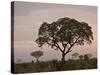 Trees in Fog at Dawn, Kruger National Park, South Africa, Africa-James Hager-Stretched Canvas