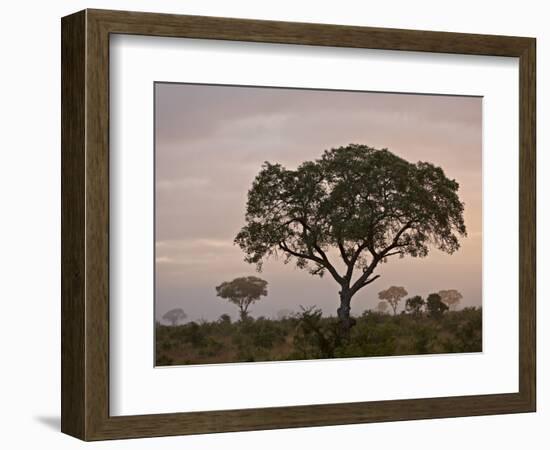Trees in Fog at Dawn, Kruger National Park, South Africa, Africa-James Hager-Framed Photographic Print