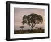 Trees in Fog at Dawn, Kruger National Park, South Africa, Africa-James Hager-Framed Photographic Print