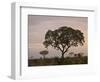 Trees in Fog at Dawn, Kruger National Park, South Africa, Africa-James Hager-Framed Photographic Print