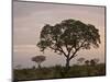 Trees in Fog at Dawn, Kruger National Park, South Africa, Africa-James Hager-Mounted Photographic Print