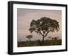 Trees in Fog at Dawn, Kruger National Park, South Africa, Africa-James Hager-Framed Photographic Print