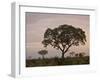 Trees in Fog at Dawn, Kruger National Park, South Africa, Africa-James Hager-Framed Photographic Print