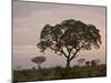 Trees in Fog at Dawn, Kruger National Park, South Africa, Africa-James Hager-Mounted Photographic Print