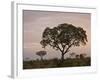 Trees in Fog at Dawn, Kruger National Park, South Africa, Africa-James Hager-Framed Photographic Print