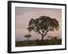 Trees in Fog at Dawn, Kruger National Park, South Africa, Africa-James Hager-Framed Photographic Print