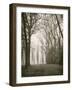 Trees in Fog I-Jody Stuart-Framed Photographic Print