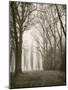 Trees in Fog I-Jody Stuart-Mounted Photographic Print