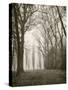 Trees in Fog I-Jody Stuart-Stretched Canvas