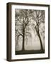 Trees in Fog II-Jody Stuart-Framed Photographic Print