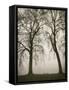 Trees in Fog II-Jody Stuart-Framed Stretched Canvas