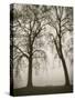 Trees in Fog II-Jody Stuart-Stretched Canvas