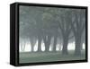 Trees in Fog, Louisville, Kentucky, USA-Adam Jones-Framed Stretched Canvas
