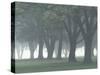 Trees in Fog, Louisville, Kentucky, USA-Adam Jones-Stretched Canvas