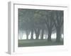 Trees in Fog, Louisville, Kentucky, USA-Adam Jones-Framed Premium Photographic Print