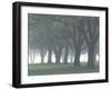 Trees in Fog, Louisville, Kentucky, USA-Adam Jones-Framed Photographic Print