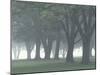 Trees in Fog, Louisville, Kentucky, USA-Adam Jones-Mounted Photographic Print