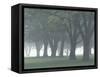 Trees in Fog, Louisville, Kentucky, USA-Adam Jones-Framed Stretched Canvas