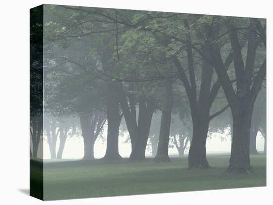 Trees in Fog, Louisville, Kentucky, USA-Adam Jones-Stretched Canvas