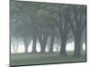 Trees in Fog, Louisville, Kentucky, USA-Adam Jones-Mounted Photographic Print