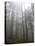 Trees in Fog, Mount Ellinore Trail, Olympic Peninsula, Washington, USA-Matt Freedman-Stretched Canvas