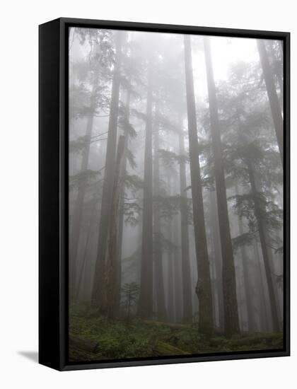 Trees in Fog, Mount Ellinore Trail, Olympic Peninsula, Washington, USA-Matt Freedman-Framed Stretched Canvas