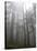 Trees in Fog, Mount Ellinore Trail, Olympic Peninsula, Washington, USA-Matt Freedman-Stretched Canvas