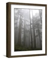 Trees in Fog, Mount Ellinore Trail, Olympic Peninsula, Washington, USA-Matt Freedman-Framed Photographic Print