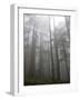 Trees in Fog, Mount Ellinore Trail, Olympic Peninsula, Washington, USA-Matt Freedman-Framed Photographic Print