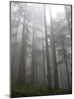 Trees in Fog, Mount Ellinore Trail, Olympic Peninsula, Washington, USA-Matt Freedman-Mounted Photographic Print