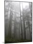 Trees in Fog, Mount Ellinore Trail, Olympic Peninsula, Washington, USA-Matt Freedman-Mounted Photographic Print