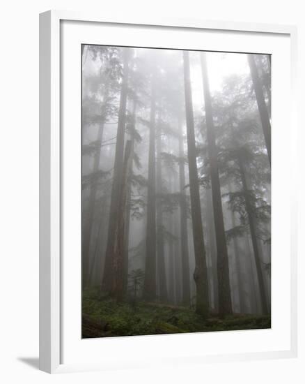 Trees in Fog, Mount Ellinore Trail, Olympic Peninsula, Washington, USA-Matt Freedman-Framed Photographic Print