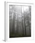 Trees in Fog, Mount Ellinore Trail, Olympic Peninsula, Washington, USA-Matt Freedman-Framed Photographic Print