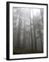 Trees in Fog, Mount Ellinore Trail, Olympic Peninsula, Washington, USA-Matt Freedman-Framed Photographic Print