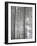 Trees in Fog, Saint-Jean-Pied-De-Port, Pyrenees Atlantique, France, Europe-Godong-Framed Photographic Print