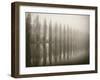 Trees in Fog V-Jody Stuart-Framed Photographic Print