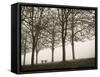 Trees in Fog VI-Jody Stuart-Framed Stretched Canvas