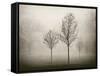 Trees in Fog VII-Jody Stuart-Framed Stretched Canvas