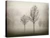 Trees in Fog VII-Jody Stuart-Stretched Canvas