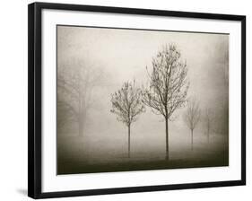 Trees in Fog VII-Jody Stuart-Framed Photographic Print