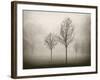 Trees in Fog VII-Jody Stuart-Framed Photographic Print