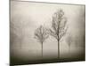 Trees in Fog VII-Jody Stuart-Mounted Photographic Print