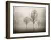 Trees in Fog VII-Jody Stuart-Framed Photographic Print