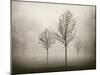 Trees in Fog VII-Jody Stuart-Mounted Photographic Print