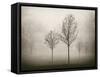 Trees in Fog VII-Jody Stuart-Framed Stretched Canvas