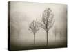 Trees in Fog VII-Jody Stuart-Stretched Canvas