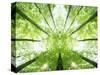 Trees in Forest Ascending-Robert Llewellyn-Stretched Canvas