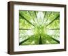 Trees in Forest Ascending-Robert Llewellyn-Framed Photographic Print